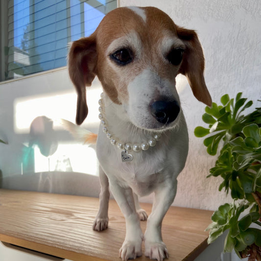 PET NECKLACE