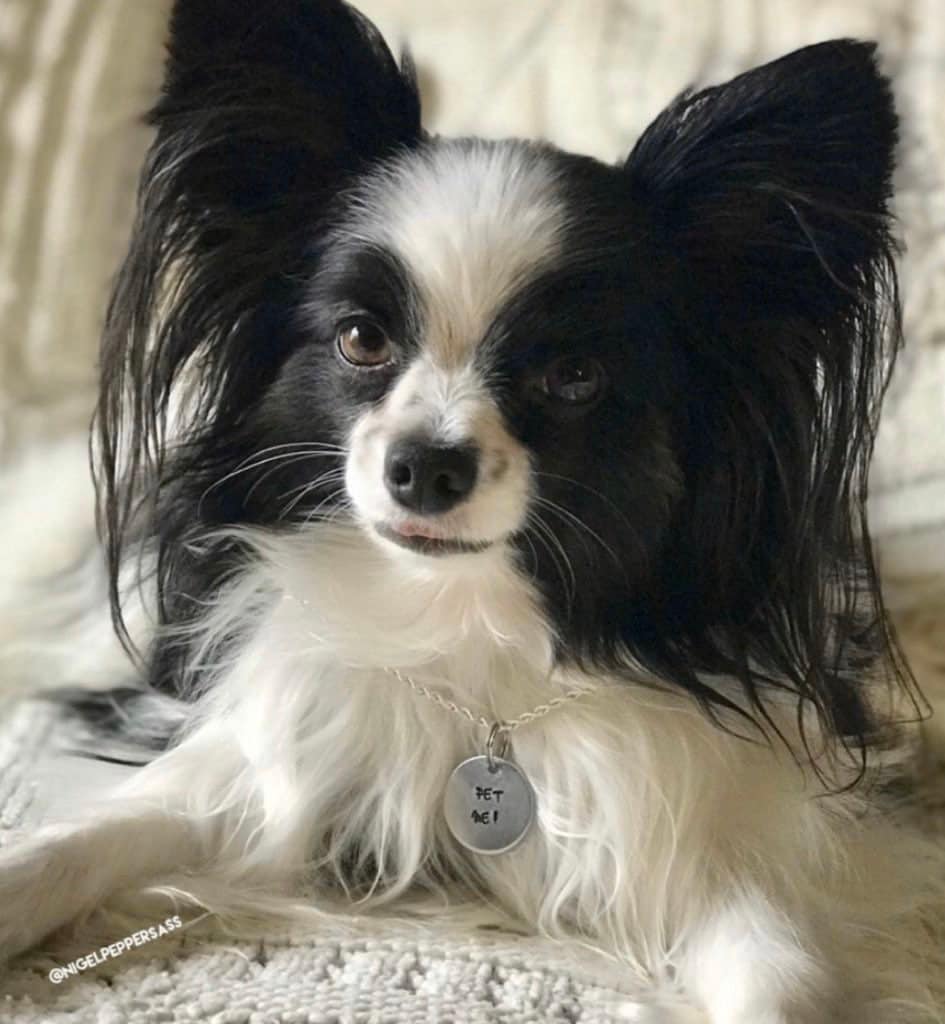 “PET ME” Fun tag