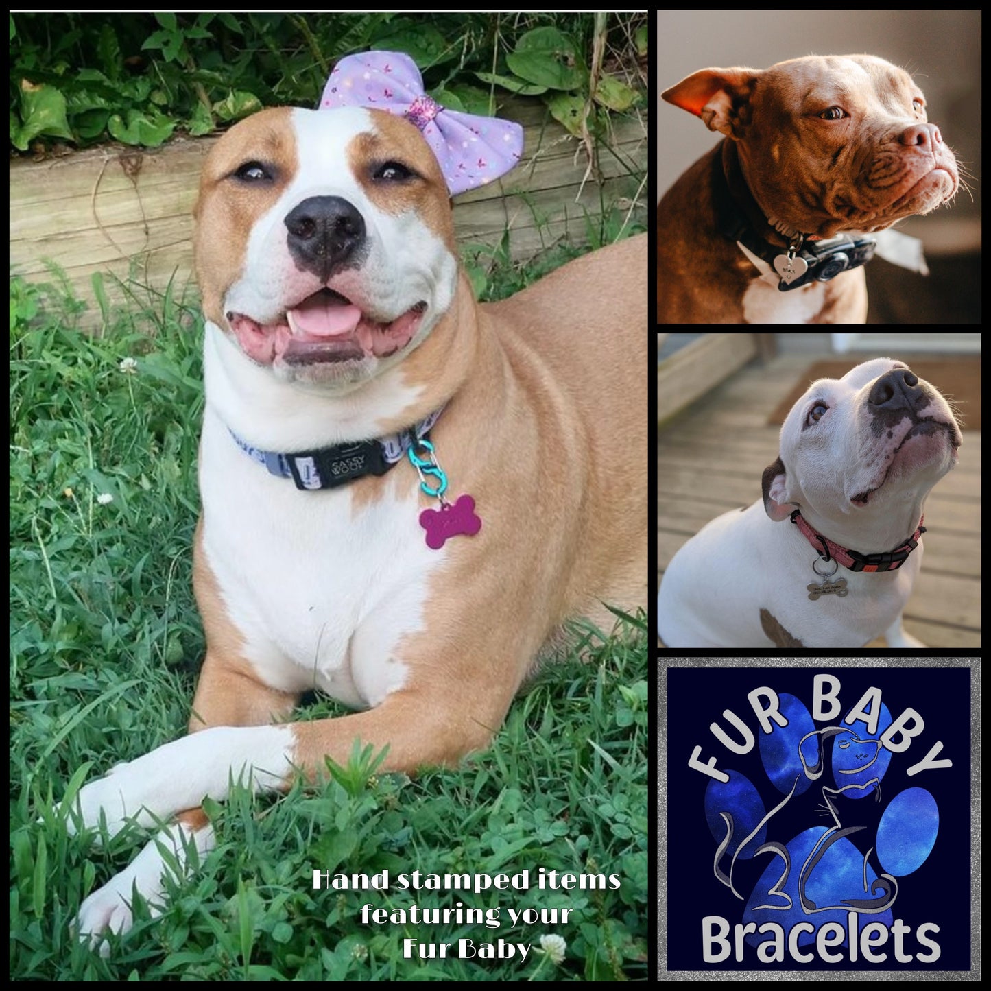 California Bully Rescue, Fundraising for bully breeds in Northern California